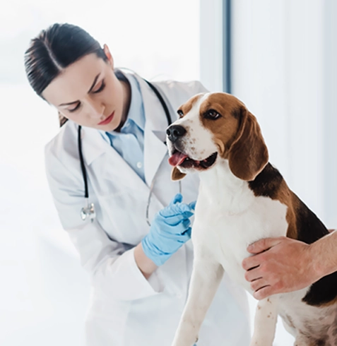 Altınyayla Veteriner